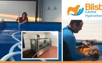 Lincolnshire couple take the plunge with dog hydrotherapy business